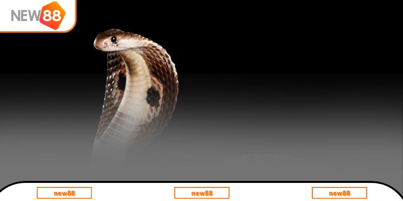 Giải mã chiêm bao nhìn thấy rắn hổ mang